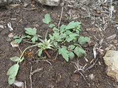 Ranunculus macranthus