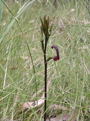 Cryptostylis leptochila
