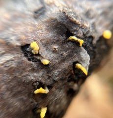 Dacrymyces spathularia