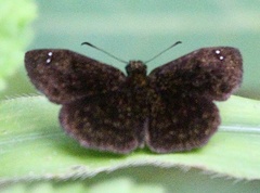 Bolla