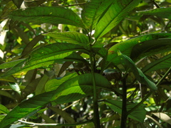 Ardisia