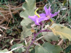 Solanum houstonii
