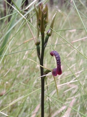 Cryptostylis leptochila