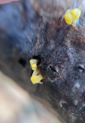 Dacrymyces spathularia