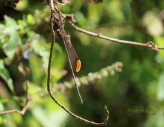 Mecistogaster ornata