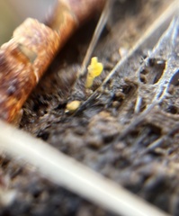 Dacrymyces spathularia