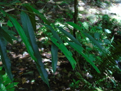 Ficus sinuata