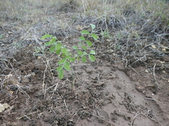 Styphnolobium affine