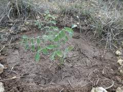 Styphnolobium affine