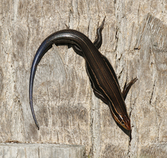 Plestiodon inexpectatus image