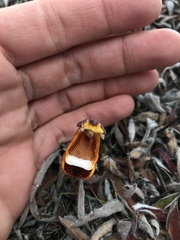 Calceolaria uniflora