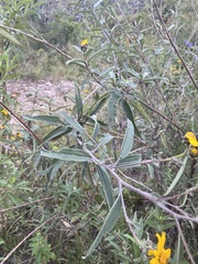 Aldama buddlejiformis