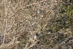 Polioptila californica