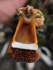 Calceolaria uniflora