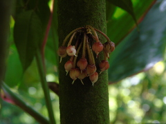 Saurauia cauliflora