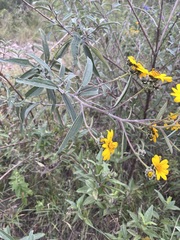 Aldama buddlejiformis