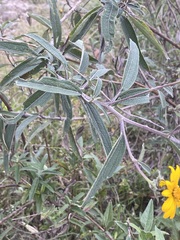 Aldama buddlejiformis