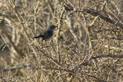 Polioptila californica