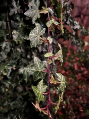 Hedera helix