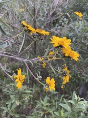 Aldama buddlejiformis
