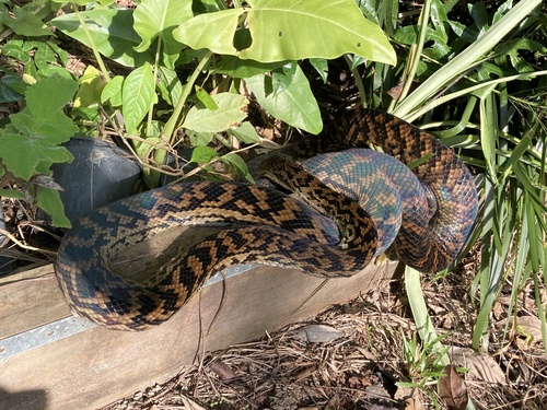 Australian Scrub Python sighting