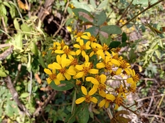 Bidens reptans