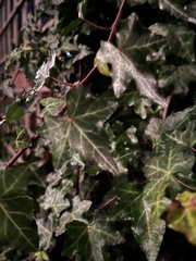 Hedera helix