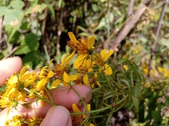 Bidens reptans