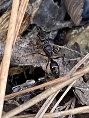 Odontomachus haematodus