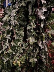 Hedera helix