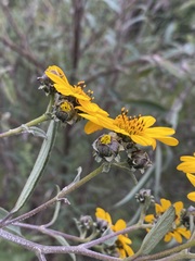 Aldama buddlejiformis