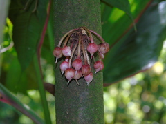 Saurauia cauliflora