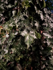 Hedera helix