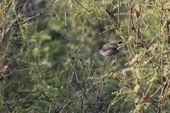 Polioptila californica