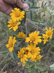 Aldama buddlejiformis