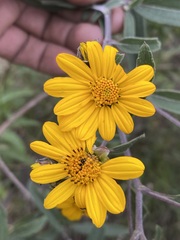 Aldama buddlejiformis