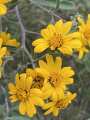 Aldama buddlejiformis