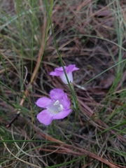Agalinis peduncularis