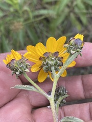 Aldama buddlejiformis
