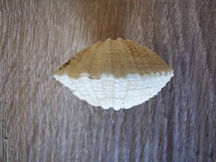 Gafrarium pectinatum