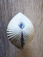 Gafrarium pectinatum