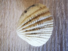 Gafrarium pectinatum