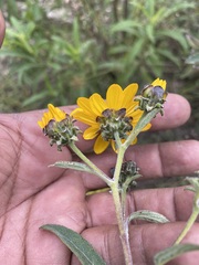 Aldama buddlejiformis