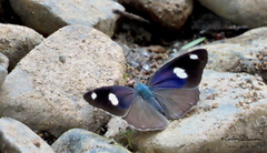 Diaethria bacchis