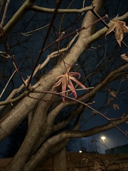 Acer palmatum