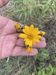 Aldama buddlejiformis