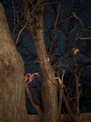 Acer palmatum