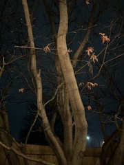 Acer palmatum
