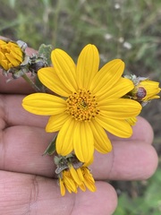 Aldama buddlejiformis