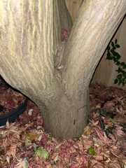 Acer palmatum